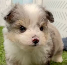 Aussiechon Puppies For Sale - Seaside Pups